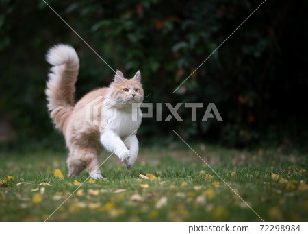 playful maine coon cat running in garden 72298984