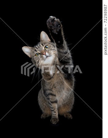 tabby cat raising paw up in the air isolated on black background 72298987