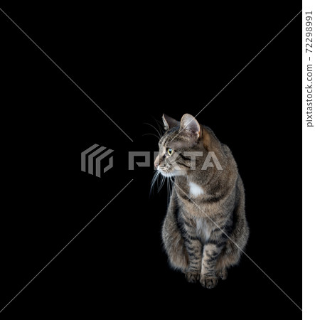 tabby cat sitting looking to the side on black background 72298991