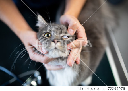 cat eye examination at the veterinarian cat eye examination at the veterinarian 72299076