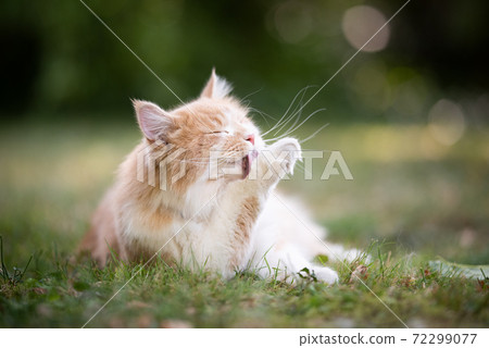 cream colored longhair cat grooming fur outdoors 72299077