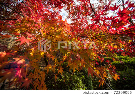 Autumn pattern of Kikuchi Shrine with beautiful autumn leaves of red maple and blue maple colored in bright red Autumn pattern of Kikuchi Shrine with beautiful autumn leaves of red maple and blue maple colored in bright red 72299096