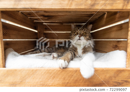 cat resting in wooden fruit crate cat resting in wooden fruit crate 72299097