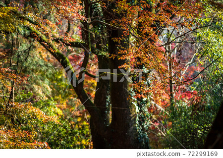 Autumn pattern of Kikuchi Shrine with beautiful autumn leaves of red maple and blue maple colored in bright red Autumn pattern of Kikuchi Shrine with beautiful autumn leaves of red maple and blue maple colored in bright red 72299169
