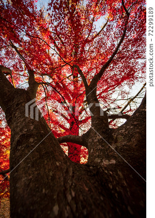菊池神社的秋天圖案與美麗的秋天的紅楓葉和藍楓葉色鮮豔的紅色 72299189