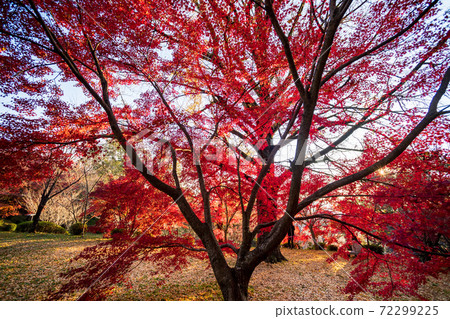 菊池神社的秋天圖案與美麗的秋天的紅楓葉和藍楓葉色鮮豔的紅色 菊池神社的秋天圖案與美麗的秋天的紅楓葉和藍楓葉色鮮豔的紅色 72299225