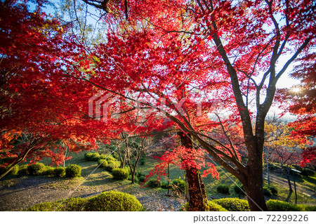 菊池神社的秋天圖案與美麗的秋天的紅楓葉和藍楓葉色鮮豔的紅色 菊池神社的秋天圖案與美麗的秋天的紅楓葉和藍楓葉色鮮豔的紅色 72299226
