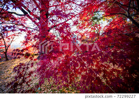 菊池神社的秋天圖案與美麗的秋天的紅楓葉和藍楓葉色鮮豔的紅色 菊池神社的秋天圖案與美麗的秋天的紅楓葉和藍楓葉色鮮豔的紅色 72299227