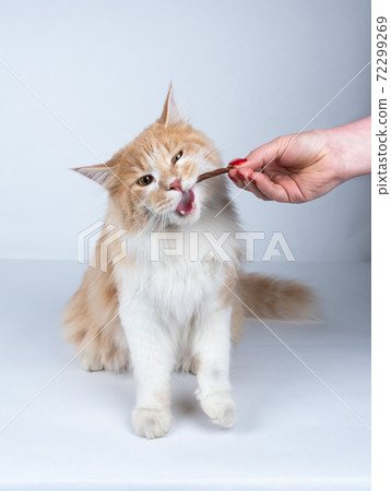 hand feeding cream colored maine coon cat with a snack 72299269