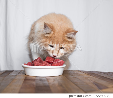 feeding cream colored cat with raw beef 72299270