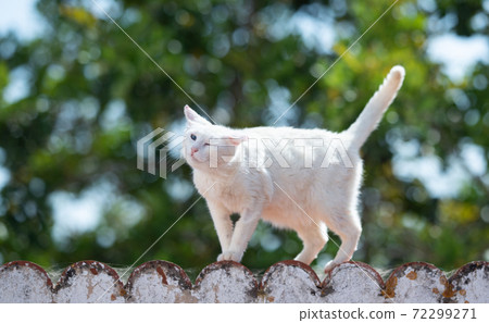 white cat walking on edge shaking head white cat walking on edge shaking head 72299271