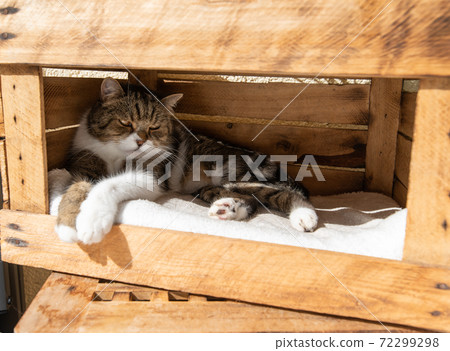 cat resting fruit crate in sunlight cat resting fruit crate in sunlight 72299298