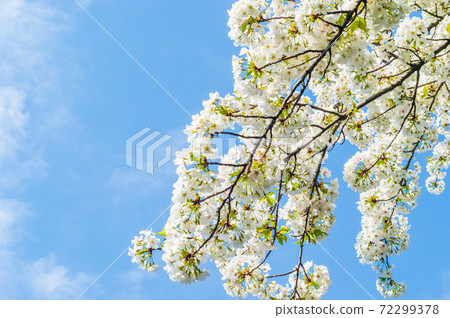 Beautifully blooming cherry blossoms Beautifully blooming cherry blossoms 72299378