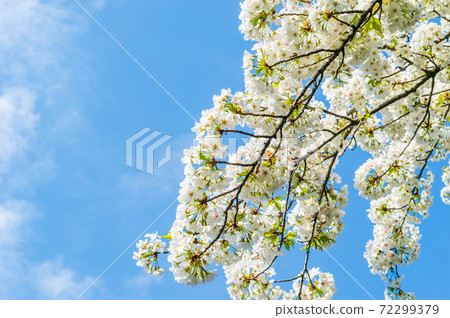 Beautifully blooming cherry blossoms Beautifully blooming cherry blossoms 72299379