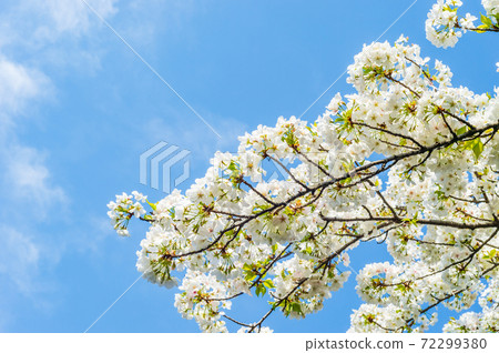 Beautifully blooming cherry blossoms Beautifully blooming cherry blossoms 72299380