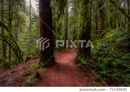 Rain Forest in British Columbia, Canada Rain Forest in British Columbia, Canada 72299695
