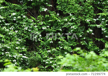 Actinidia polygama early summer leaves Konoha 72299774