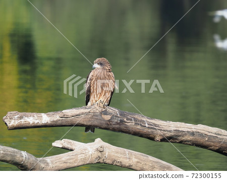 Black kite perching on driftwood Black kite perching on driftwood 72300155