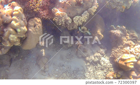 Kuzovka fish swim around a bright colored coral reef in the Red 72300397