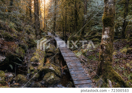 Rain Forest in British Columbia, Canada 72300583