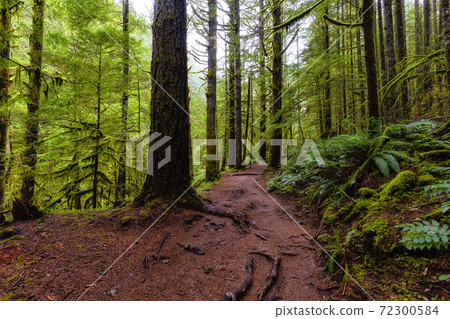 Rain Forest in British Columbia, Canada Rain Forest in British Columbia, Canada 72300584