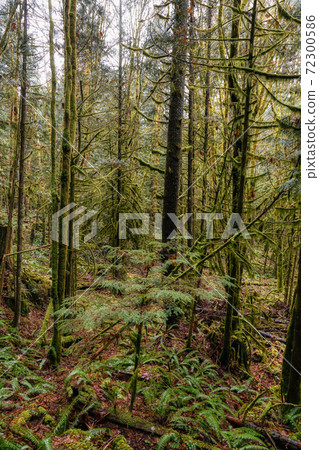 Rain Forest in British Columbia, Canada 72300586