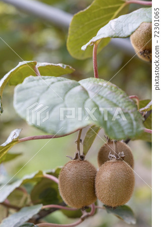 Orchard with kiwi in Marche, Central Italy Orchard with kiwi in Marche, Central Italy 72301065