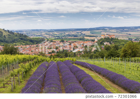South Moravian town of Mikulov with the lavender field in Czech Republic South Moravian town of Mikulov with the lavender field in Czech Republic 72301066