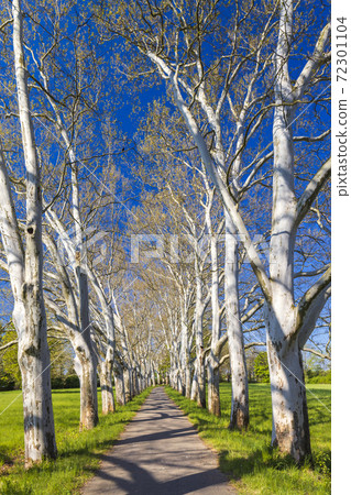 Plane alley in the castle park in Straznice, Southern Moravia, Czech Republic Plane alley in the castle park in Straznice, Southern Moravia, Czech Republic 72301104