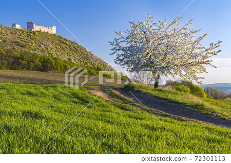 Spring landscape near Pavlov with Devicky ruins in Palava, Southern Moravia, Czech Republic Spring landscape near Pavlov with Devicky ruins in Palava, Southern Moravia, Czech Republic 72301113