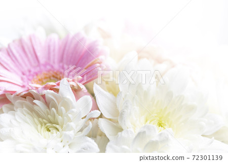 Still life of flowers on white background Still life of flowers on white background 72301139