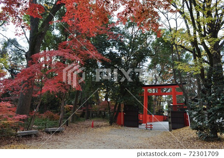 Kawai Shrine 2 which has reached the season of autumn leaves 72301709