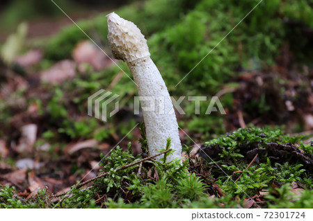 Fresh Phallus Impudicus Fresh Phallus Impudicus 72301724