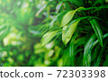 Fresh and green leaves in sunlight. Natural background. 72303398