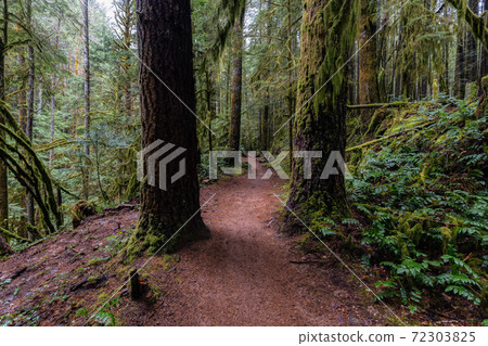 Rain Forest in British Columbia, Canada 72303825