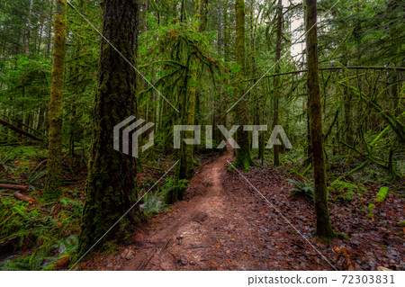 Rain Forest in British Columbia, Canada Rain Forest in British Columbia, Canada 72303831