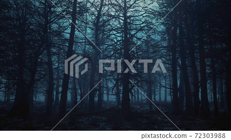 3d render animation of flying through a scary forest 3d render animation of flying through a scary forest 72303988