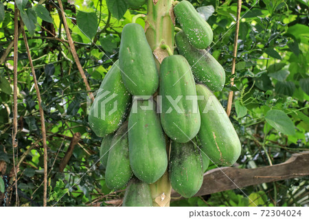Papaya that does not want to be sprayed with pesticides. Often have produce that are not very beautiful 72304024