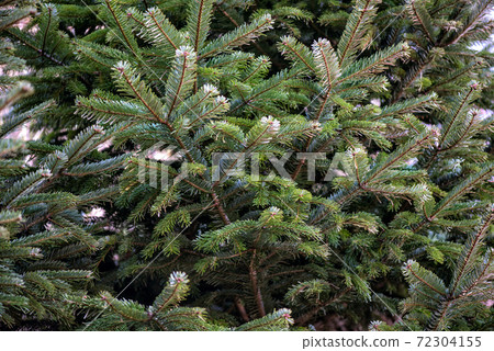 branches of the Christmas tree close-up 72304155