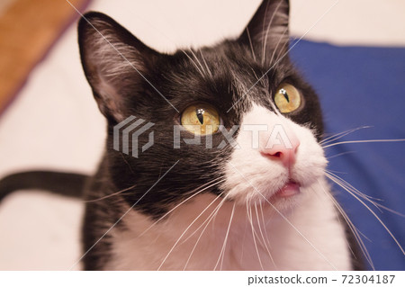 Black and white cat with alert expression 72304187