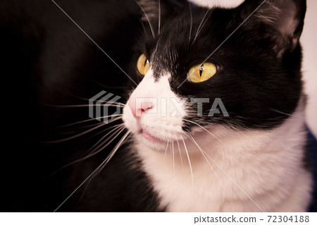 Black and white cat with alert expression Black and white cat with alert expression 72304188