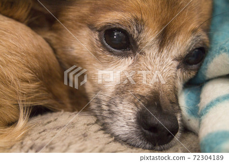 Small shorthaired dog without defined breed Small shorthaired dog without defined breed 72304189