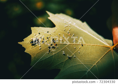 an ant that has a farm of other insects an ant that has a farm of other insects 72304330
