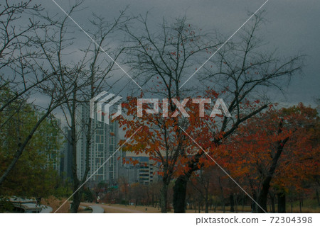 Maple trees and autumn sky seen from the dream forest in Buk Seoul 72304398