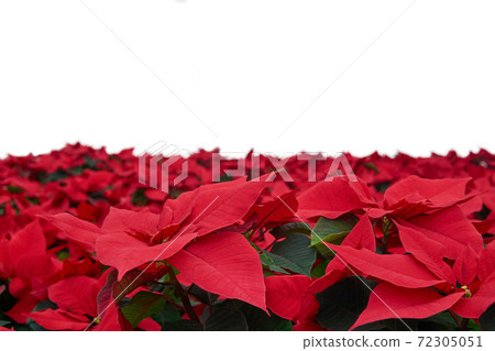red flowers of poinsettia, also known as the christmas star or bartholomew star, close-up with white background 72305051