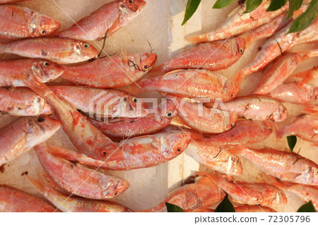 Red fish stacked on ice at fish market. Red fish stacked on ice at fish market. 72305796