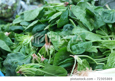 Close up bunches of green fresh spinach leaves. 72305869