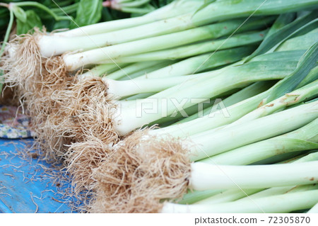 Bunch of freshly harvested leek close up. 72305870