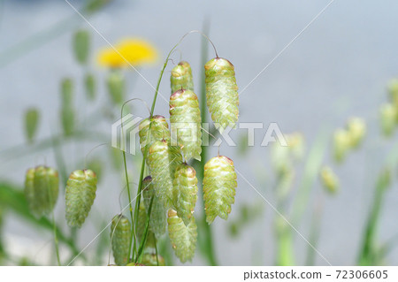 Flower of Cobanso 72306605