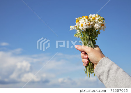 A bouquet of daisies in a female hand against the blue sky A bouquet of daisies in a female hand against the blue sky 72307035